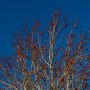 <p align=left>Premiers bourgeons qui prouvent qu'on s'approche du sud!